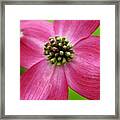 Pink Dogwood Bloom And Spring Green Framed Print