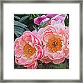 Pink Duo Peony Framed Print
