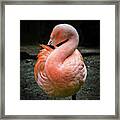 Pink Flamingo 3 Framed Print