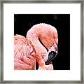 Pink Flamingo On Black Framed Print