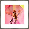 Pink Flower Fly Framed Print