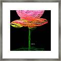 Pink Flower Framed Print