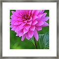 Pink Garden Flower Framed Print