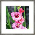 Pink Gladiolus Framed Print