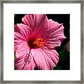 Pink Hibiscus 2 Framed Print