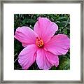 Pink Hibiscus Framed Print
