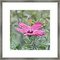 Pink Hibiscus Framed Print