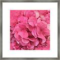 Hydrangea Floral Petals - Romantic Pink Flower Petals Framed Print