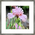 Pink Iris Framed Print