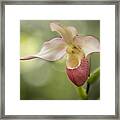 Pink Lady Slipper Framed Print