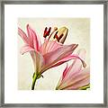 Pink Lilies Framed Print