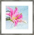 Pink Lily Framed Print
