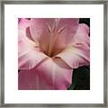 Pink Lily Framed Print