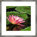 Pink Lily Reflection Framed Print