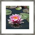 Pink Lily With Reflection Framed Print