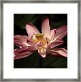Pink Lotus Framed Print