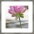 Pink Lotus Vertical Framed Print