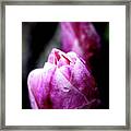 Pink Magnolia . 7d5360 Framed Print