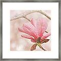 Pink Magnolia Flower Framed Print