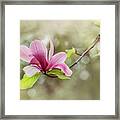 Pink Magnolia Flower Framed Print