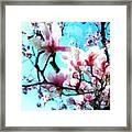 Pink Magnolia Framed Print