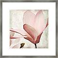 Pink Magnolia Sunwashed Framed Print