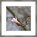Pink Magnolias 20120321_54a Framed Print