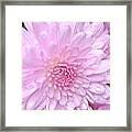 Pink Mum With Water Droplets Framed Print