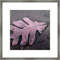Pink Oak Leaf Framed Print