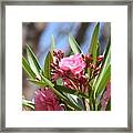 Pink Oleander Iii Framed Print