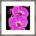 Pink Orchid Against A Black Background Framed Print