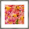 Pink Orchid Aloha Framed Print