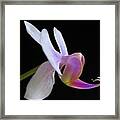 Pink Orchid Framed Print