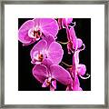 Pink Orchid With Black Background Framed Print
