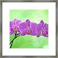 Pink Orchids Framed Print