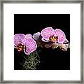 Pink Orchids Framed Print