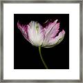 Pink Parrot Tulip Framed Print