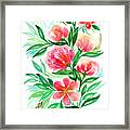 Pink Peach Peony And Rose Flower In Watercolor Framed Print