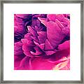 Pink Peonie Framed Print