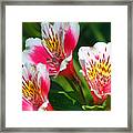 Pink Peruvian Lily 2 Framed Print