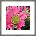 Pink Petals Framed Print