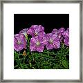 Pink Petunia On Black Framed Print