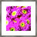 Pink Poms Bouquet Framed Print