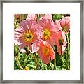 Pink Poppies 2 Framed Print