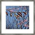 Pink Redbud Tree Blossoms- Fine Art Framed Print