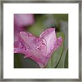 Pink Rhododendron 20 Framed Print
