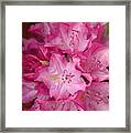Pink Rhododendron 21 Framed Print