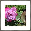 Pink Rose 1 Framed Print