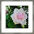 Pink Rose 2 Framed Print
