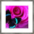 Pink Rose And Black Blue Butterfly Framed Print